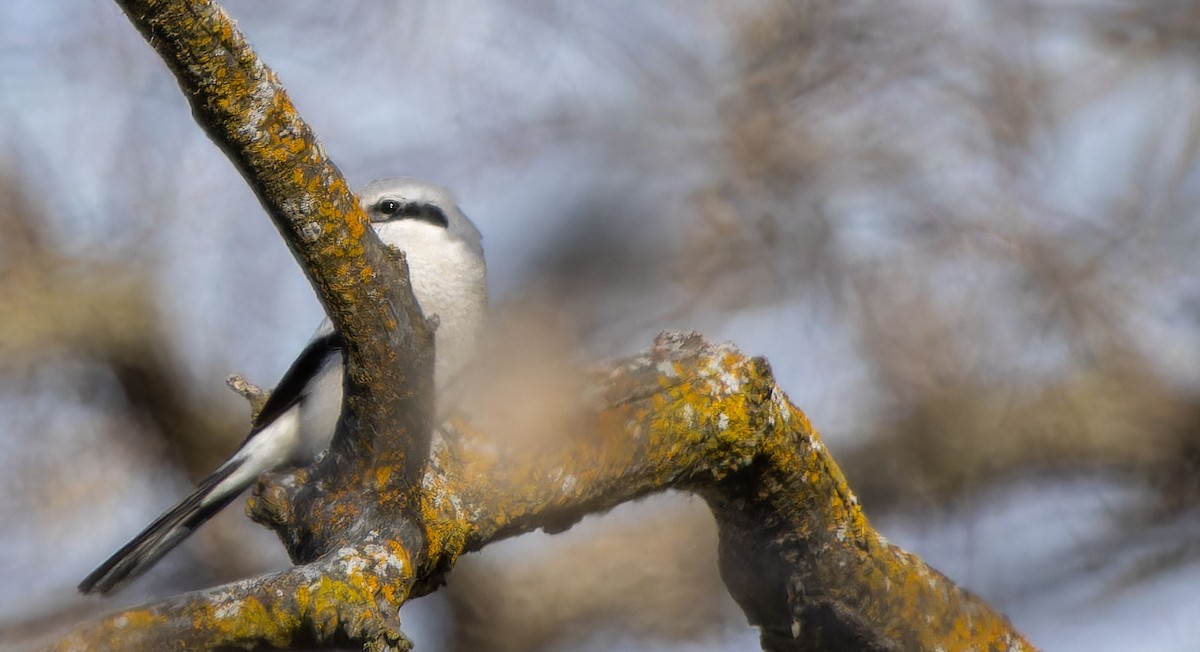 Northern Shrike - ML617721669