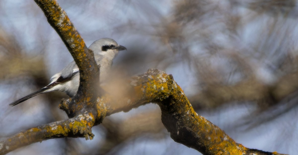 Northern Shrike - ML617721670