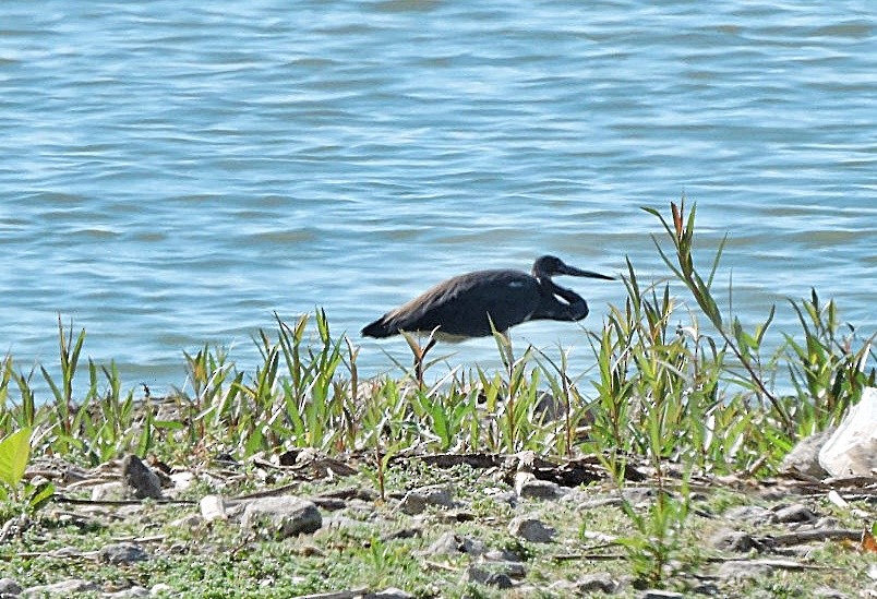 Tricolored Heron - ML617721672