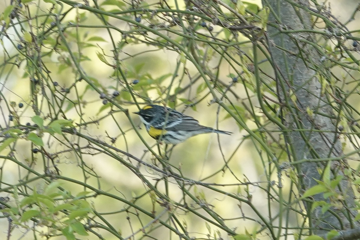 Yellow-rumped Warbler - gretchen buxton