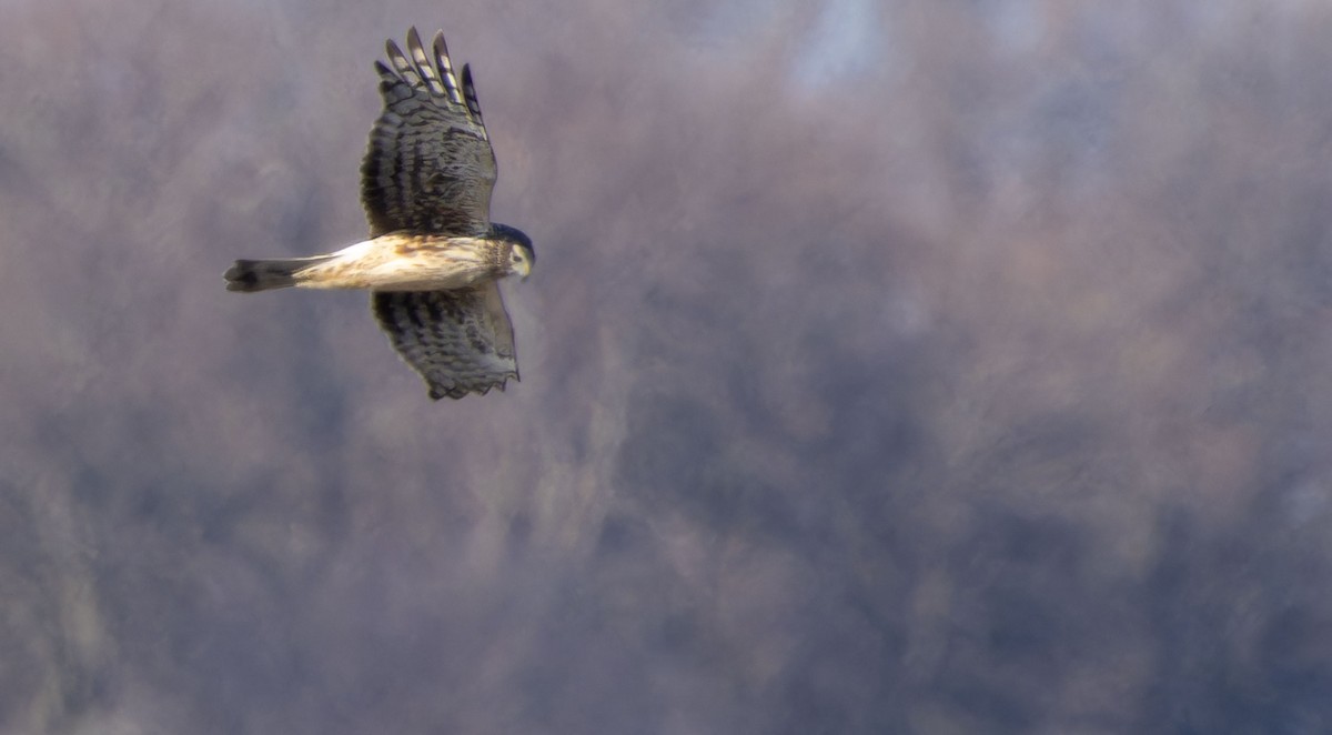 Northern Harrier - ML617721686