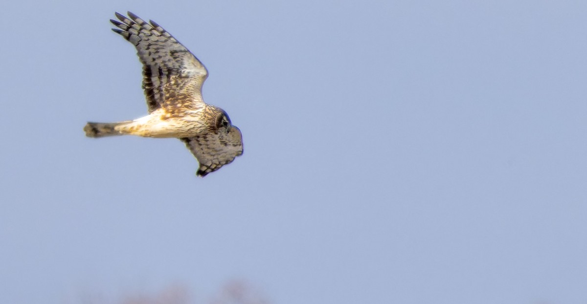 Northern Harrier - ML617721687