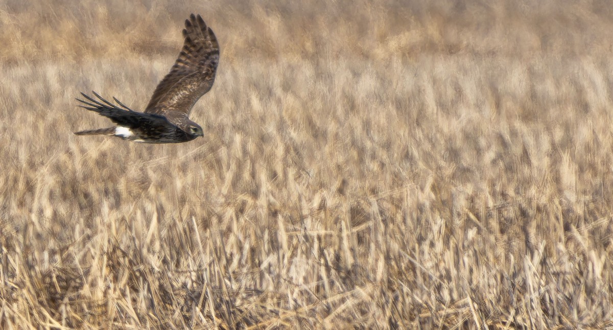 Northern Harrier - ML617721689