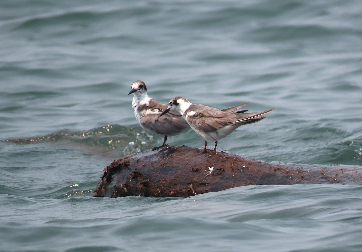 Black Tern - ML617721695