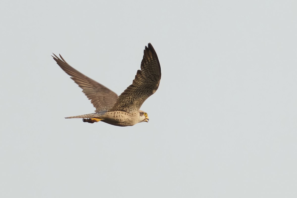 Lanner Falcon - Laurent Esselen