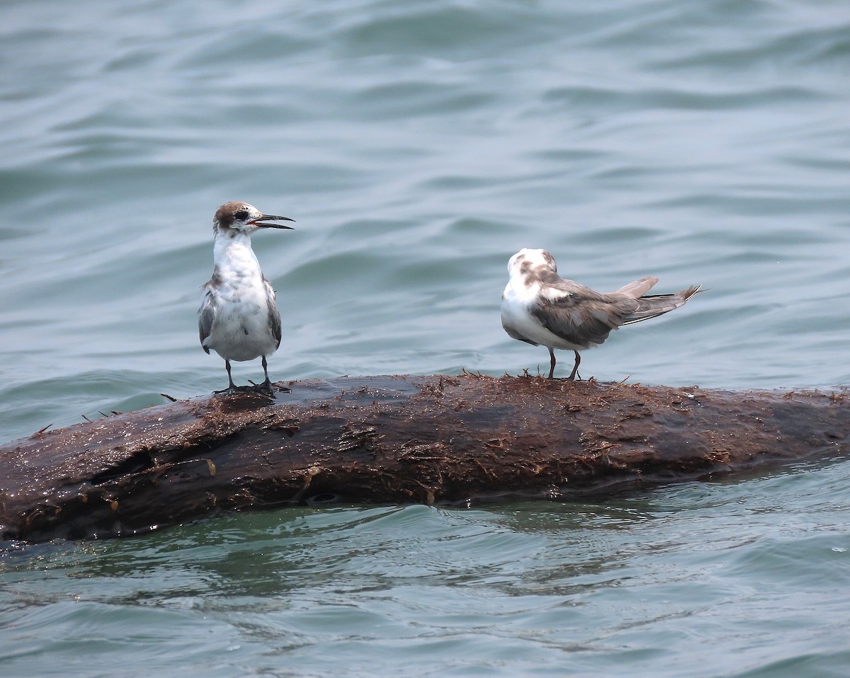 Black Tern - ML617721703