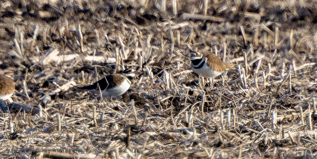 Killdeer - ML617721709