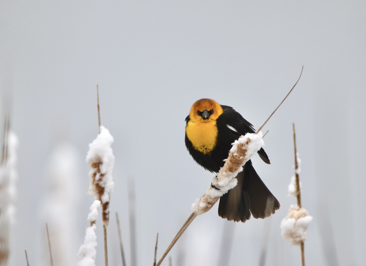 Yellow-headed Blackbird - David Fraide