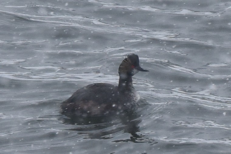 Eared Grebe - ML617721730