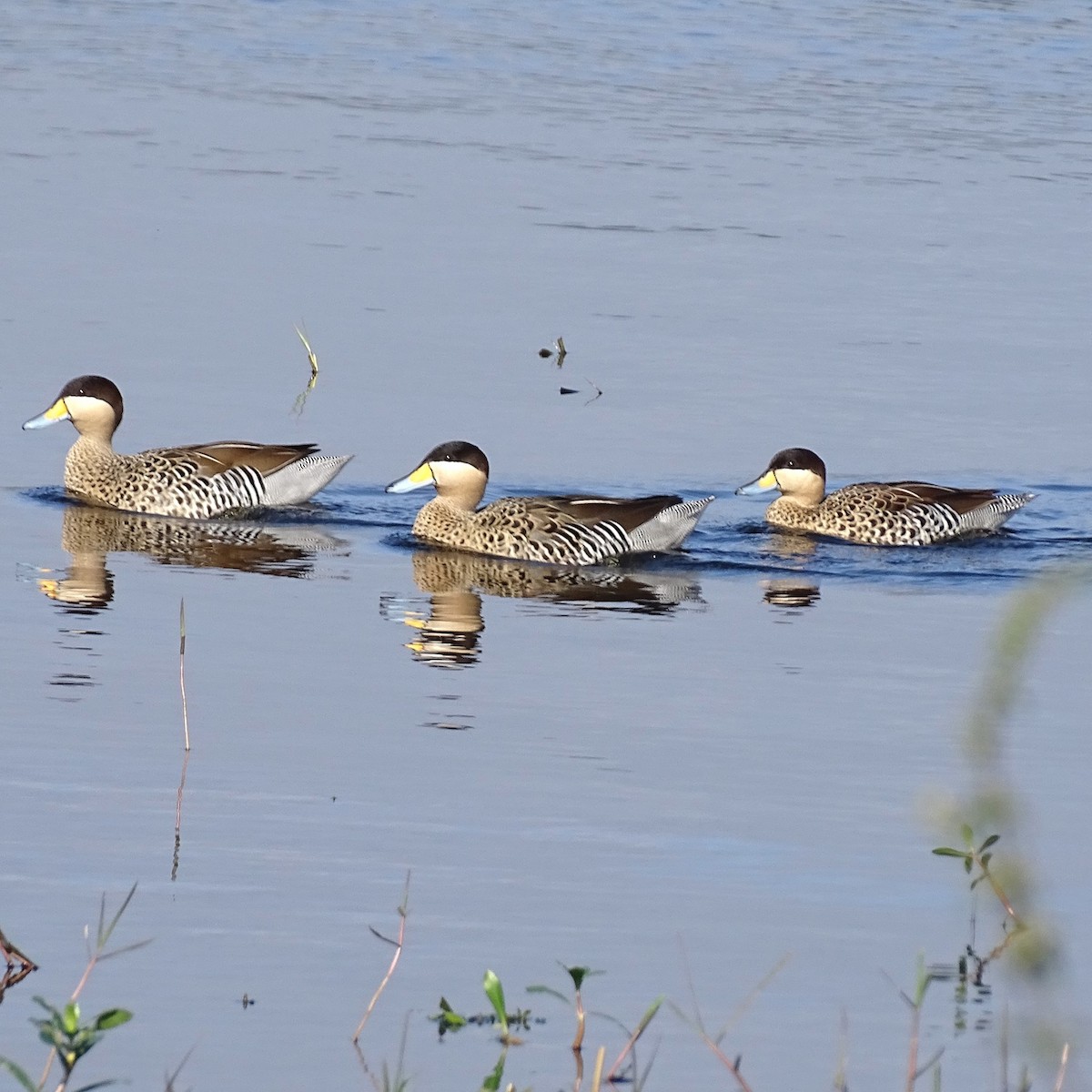 Silver Teal - Horacio Alberto Garcia