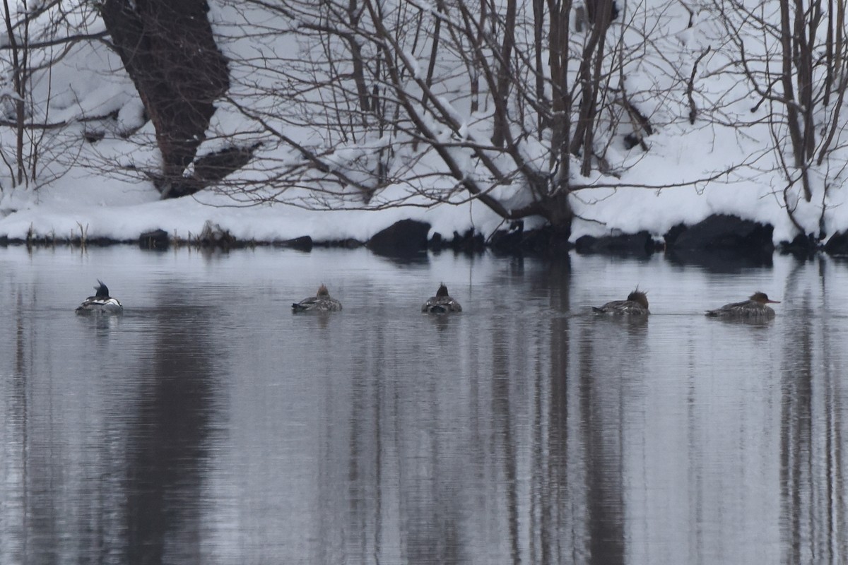 Red-breasted Merganser - ML617721768