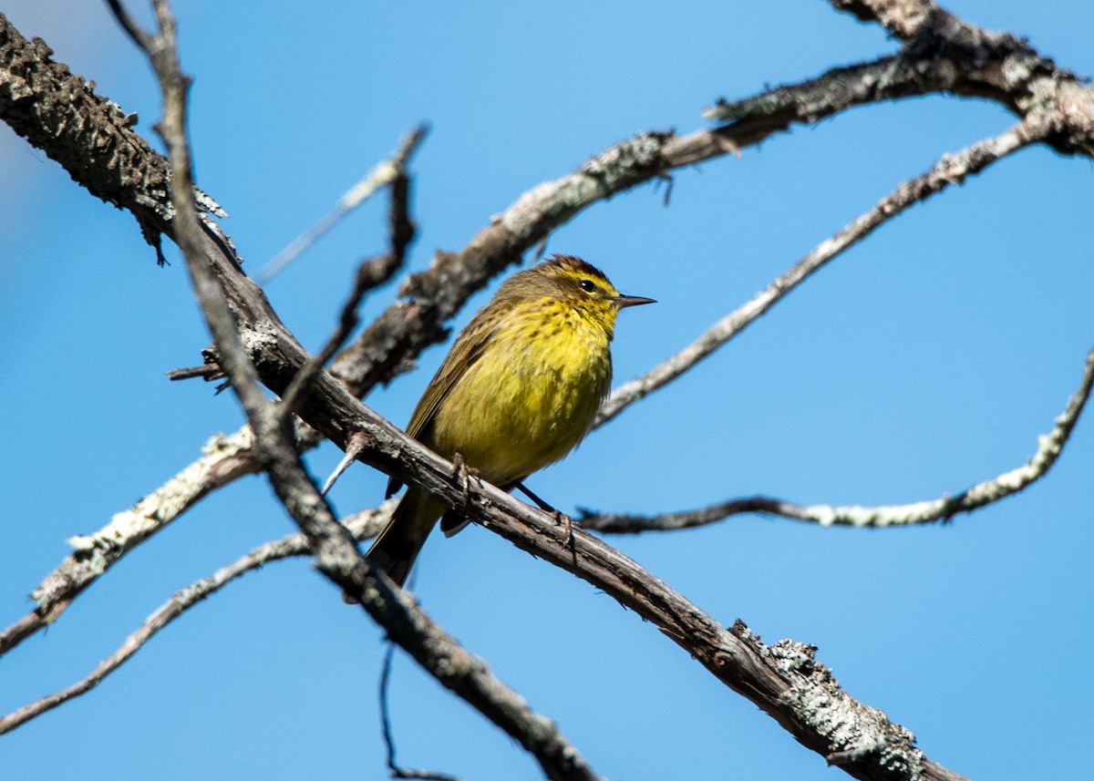 Palm Warbler - Christopher Laplante