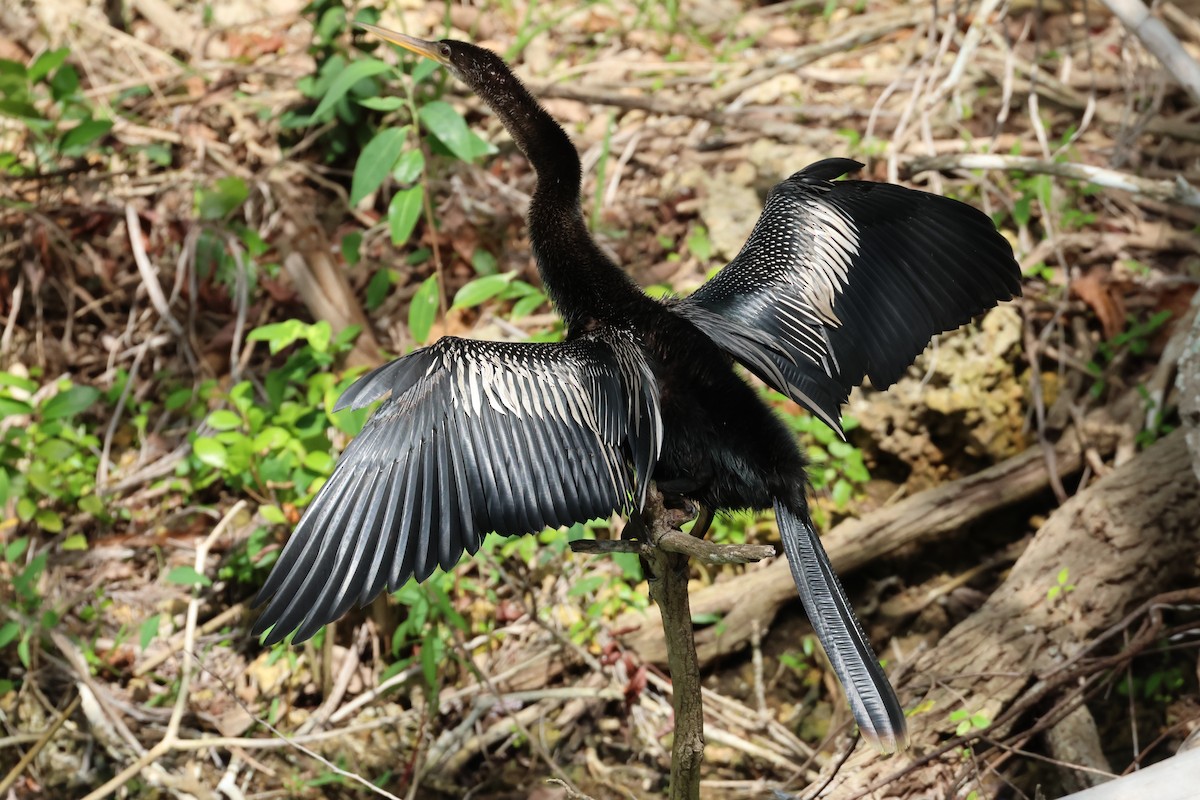 anhinga americká - ML617721780