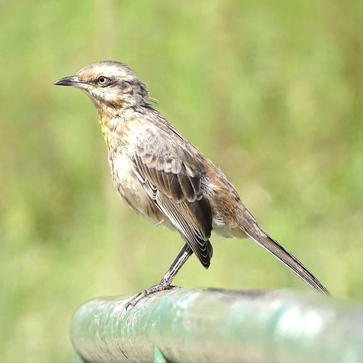 Chalk-browed Mockingbird - ML617721792