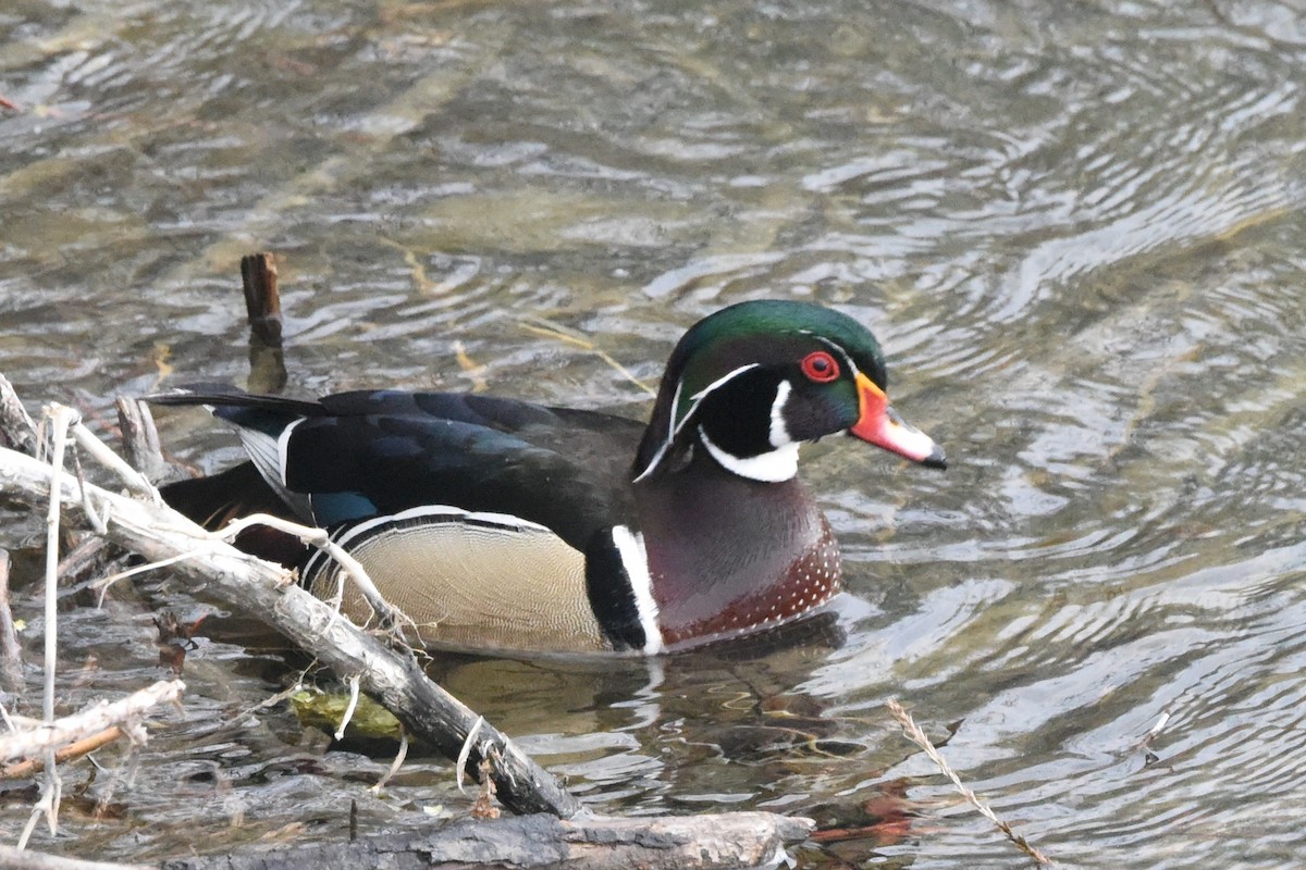 brudeand - ML617721794