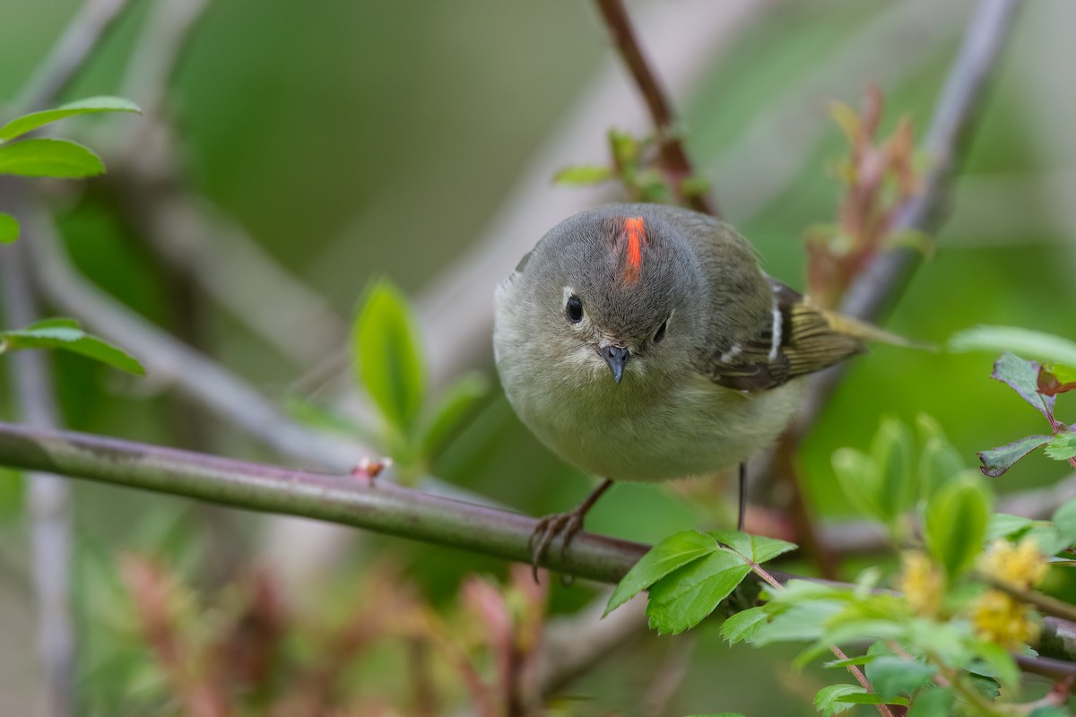 Ruby-crowned Kinglet - ML617721817