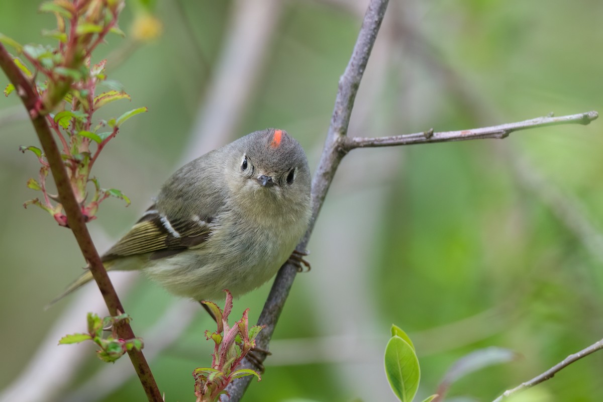 Ruby-crowned Kinglet - ML617721818