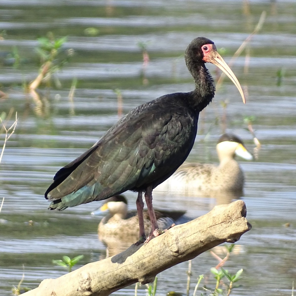 Bare-faced Ibis - Horacio Alberto Garcia