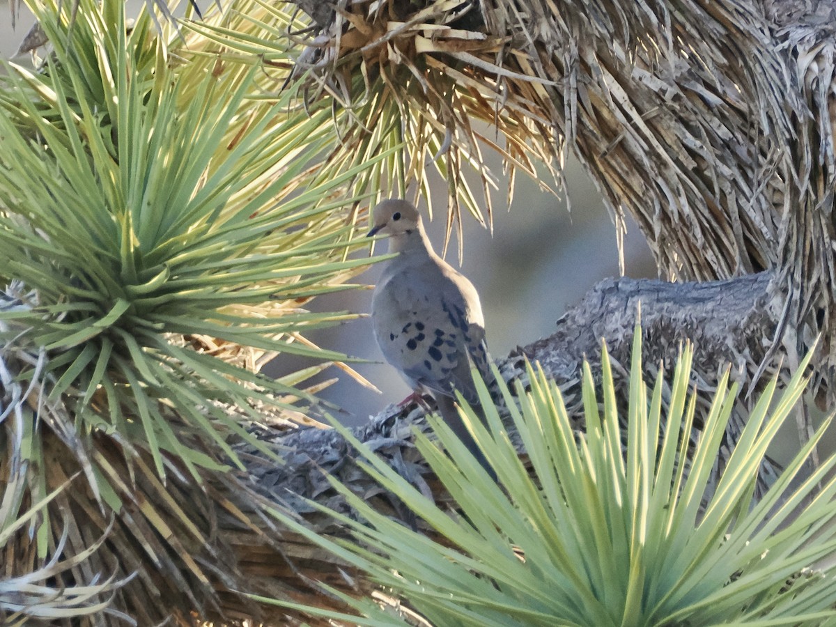 Mourning Dove - ML617721866