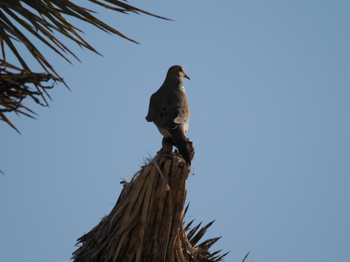 Mourning Dove - ML617721867