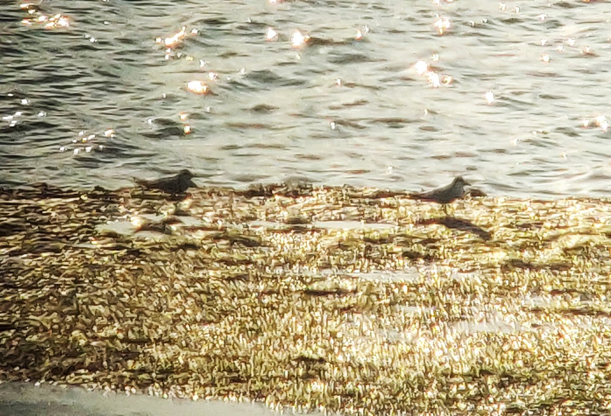 Gull-billed Tern - ML617721943