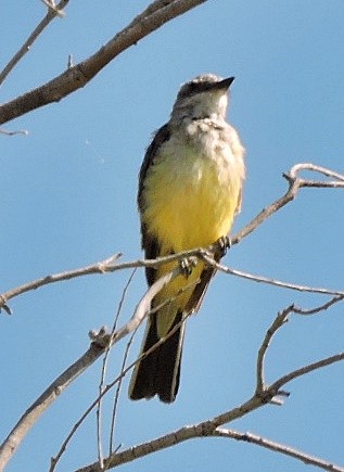 Western Kingbird - ML617722006