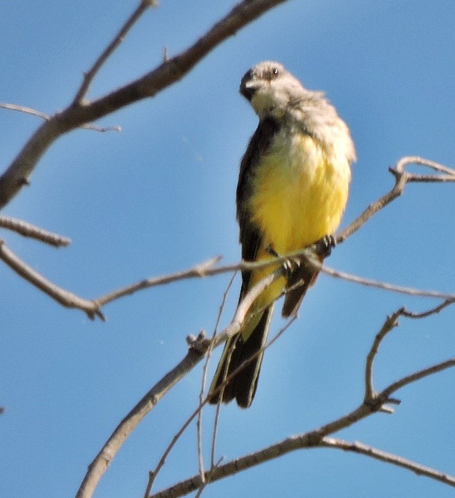 Western Kingbird - ML617722007