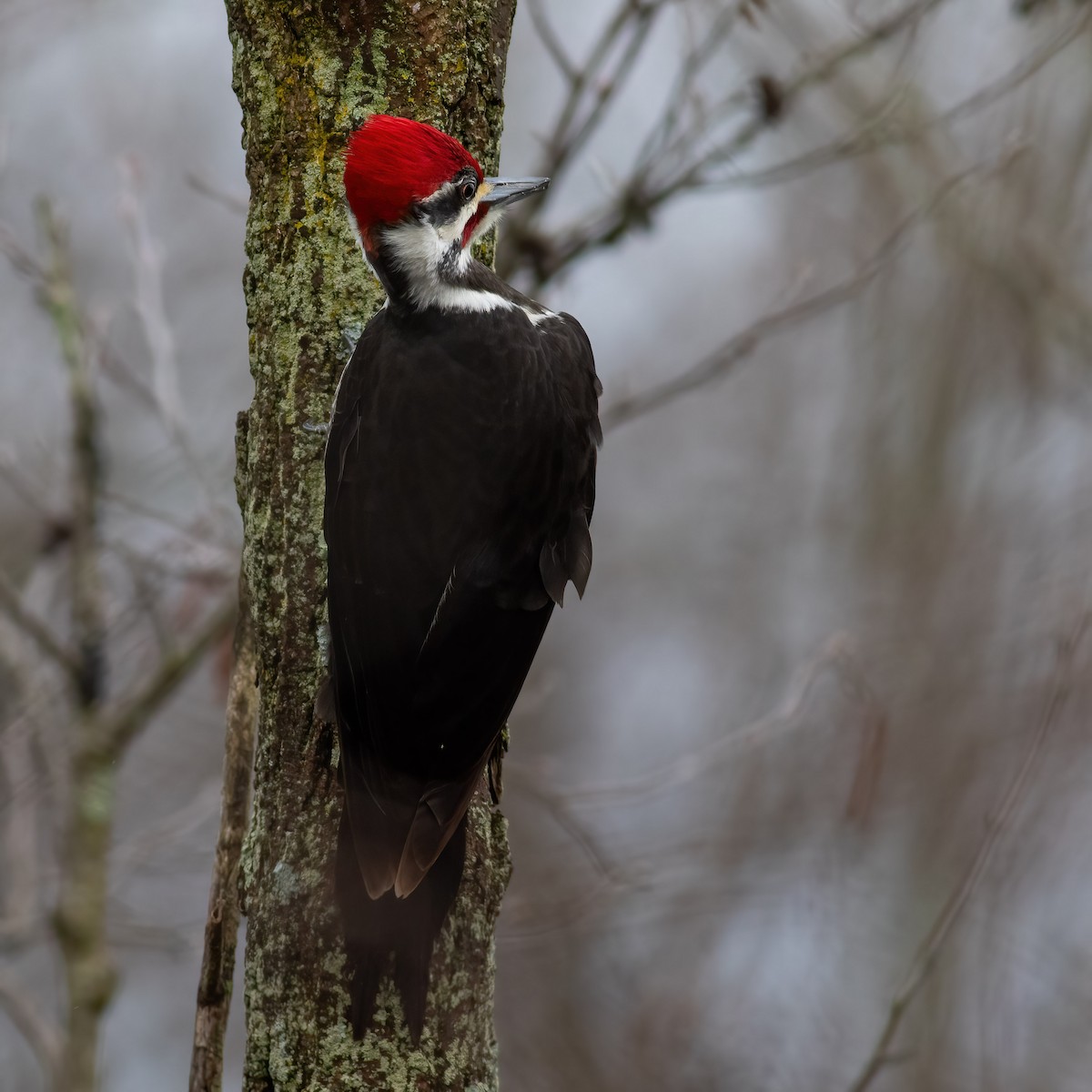 Pileated Woodpecker - ML617722008