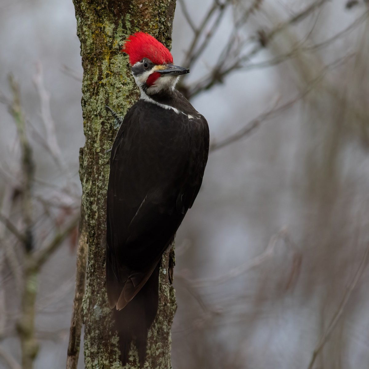 Pileated Woodpecker - ML617722009