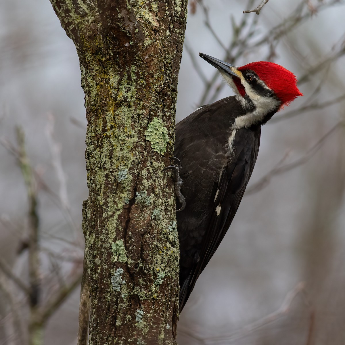 Pileated Woodpecker - ML617722010