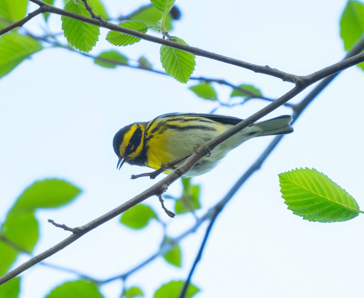 Townsend's Warbler - Ben Lambert