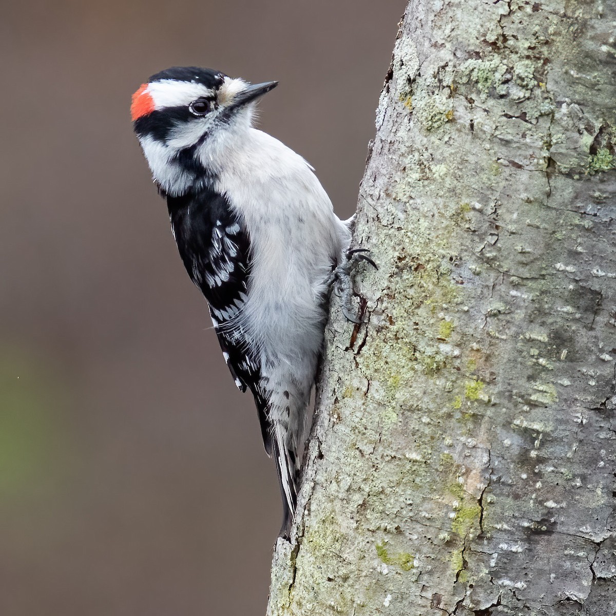 Downy Woodpecker - ML617722048