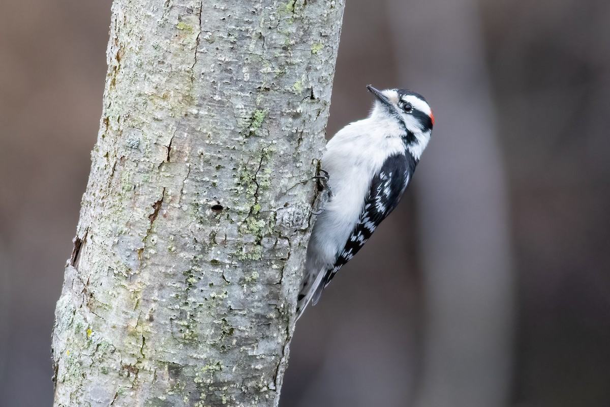 Downy Woodpecker - ML617722050