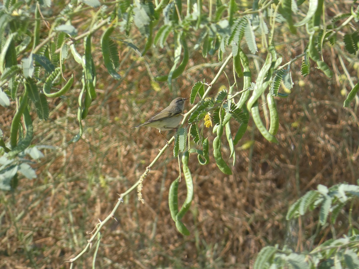 Willow Warbler - ML617722067