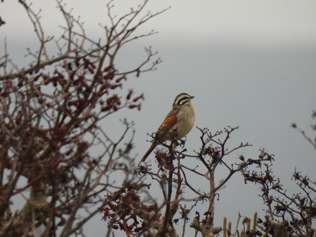 Cape Bunting - Timothy Kasper