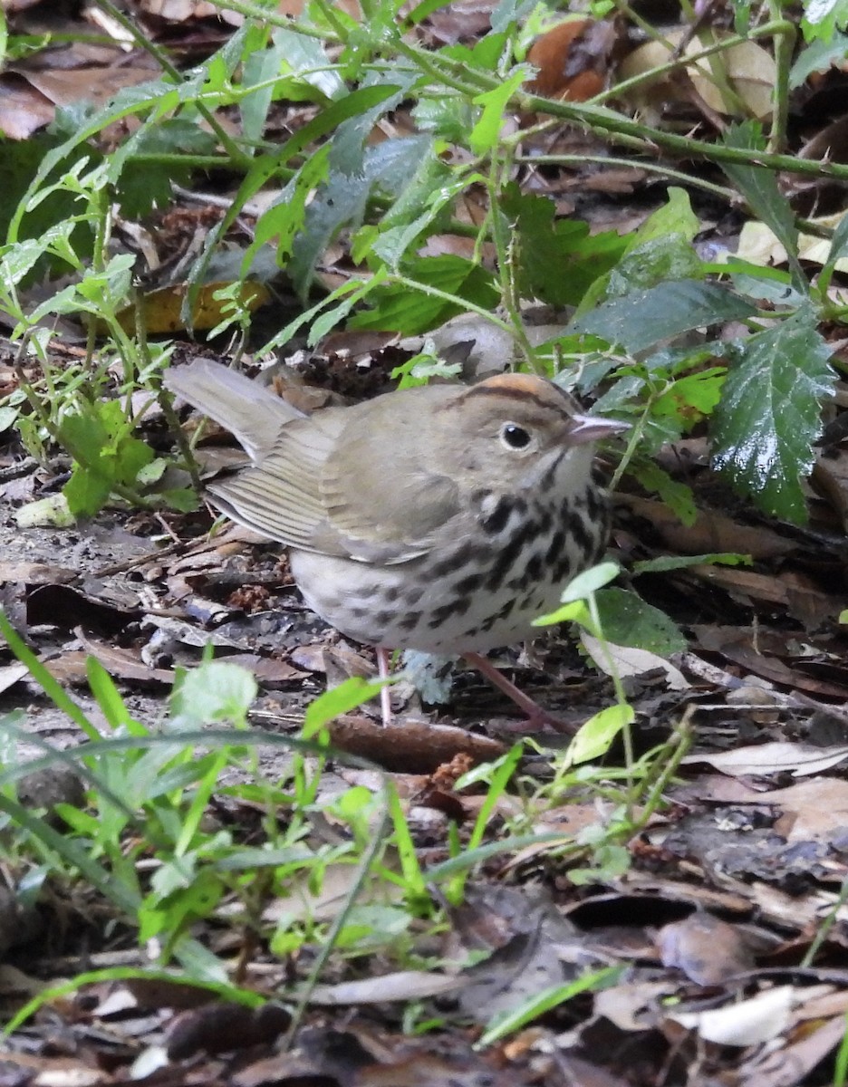 Paruline couronnée - ML617722119