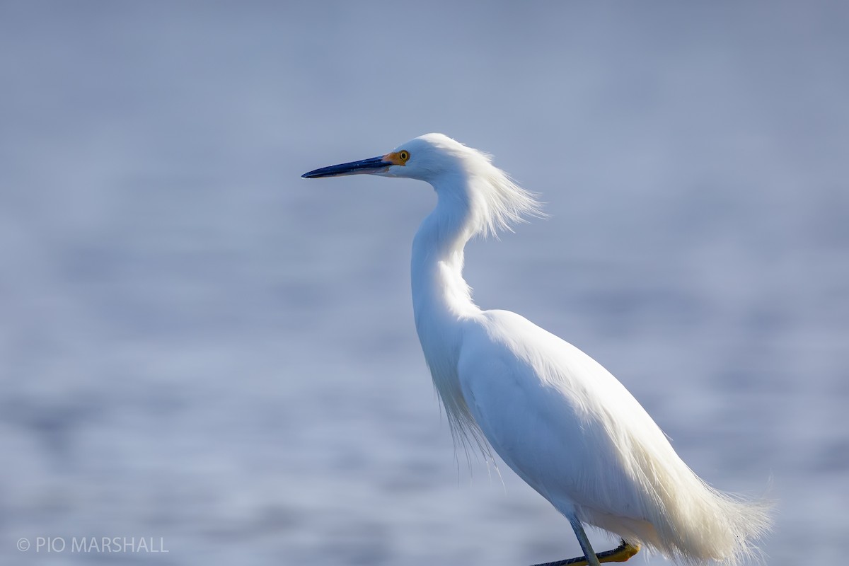 Snowy Egret - ML617722126