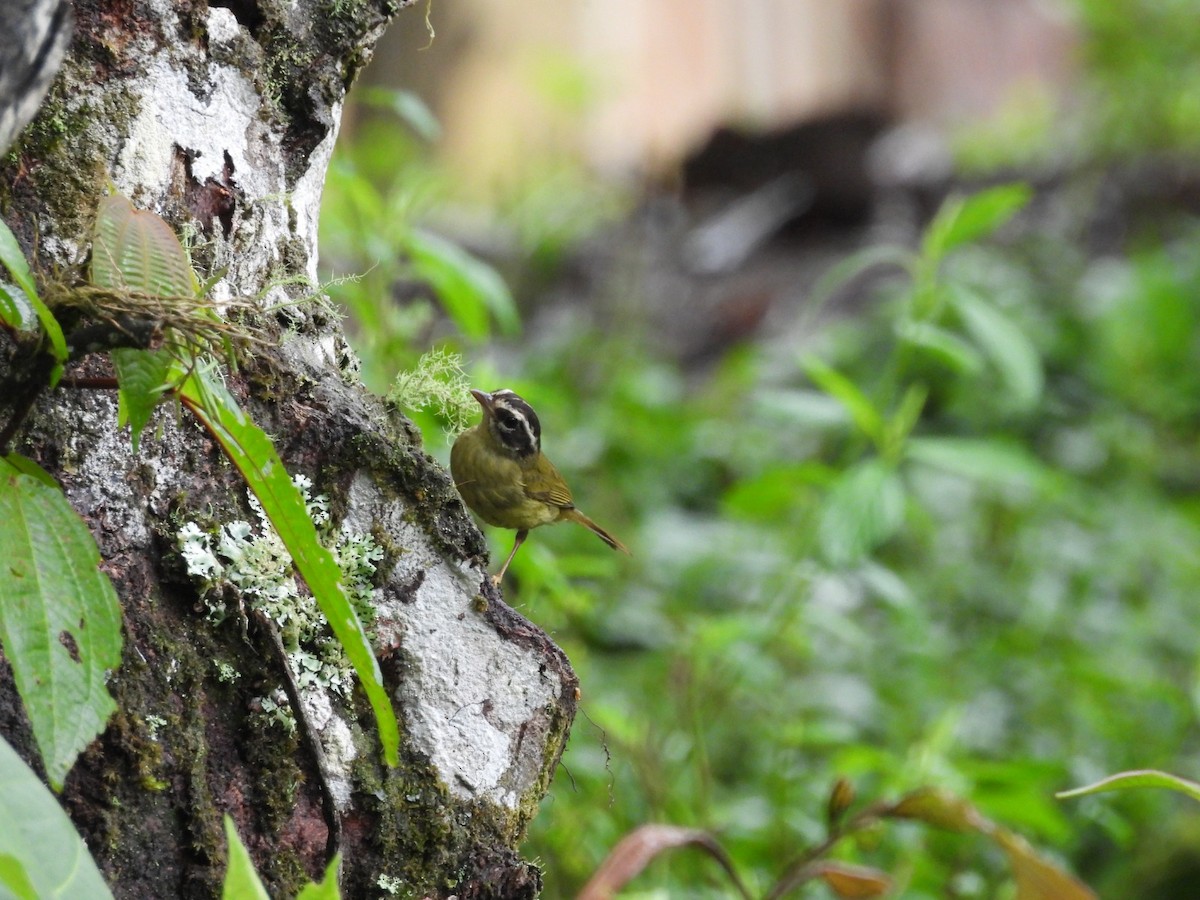 Three-striped Warbler - ML617722170