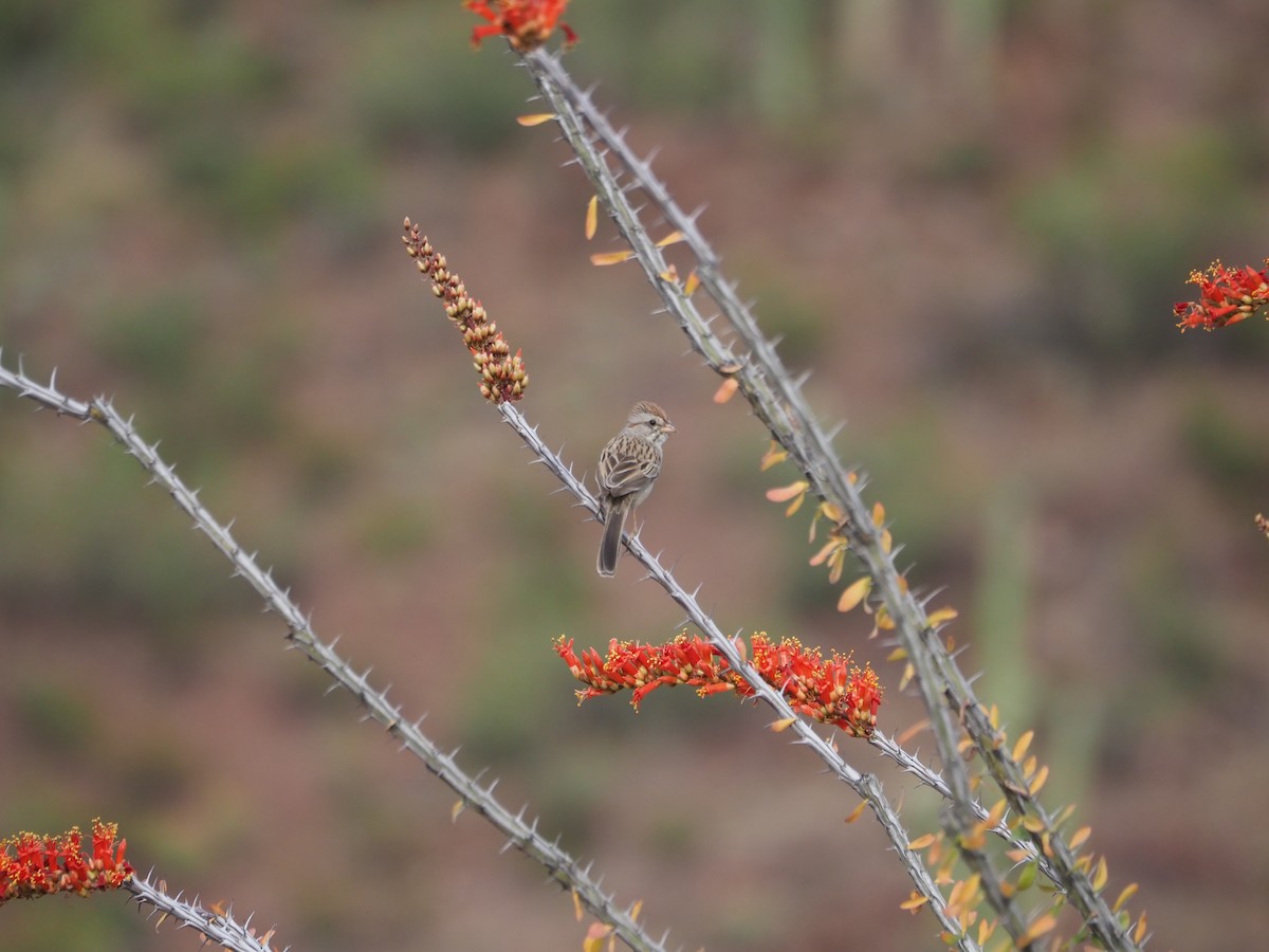 Rufous-winged Sparrow - ML617722172