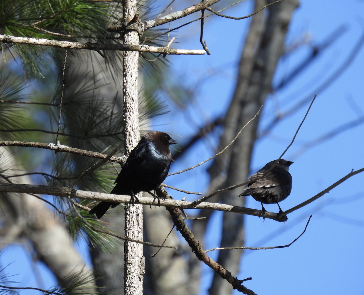 Brown-headed Cowbird - Trish Berube