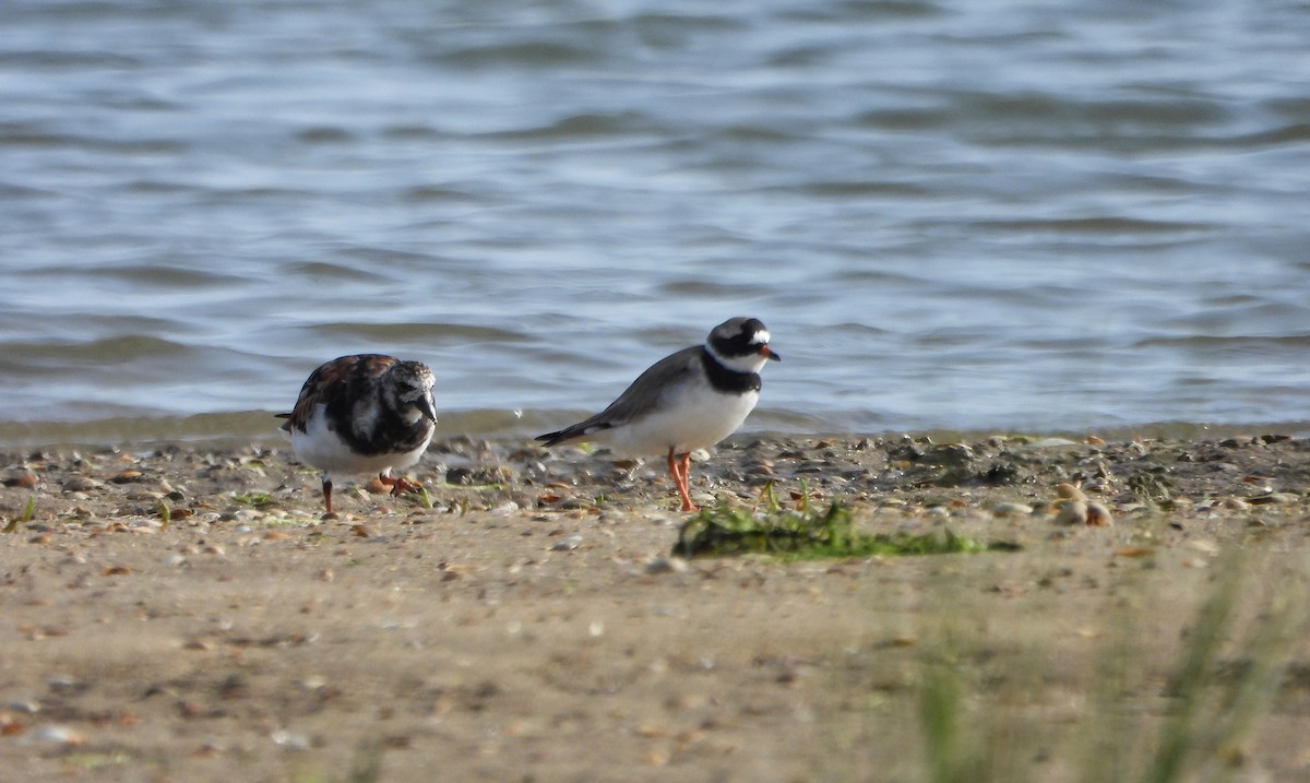 Common Ringed Plover - ML617722241