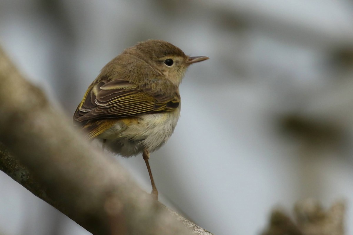 Western Bonelli's Warbler - Skokholm Bird Obs