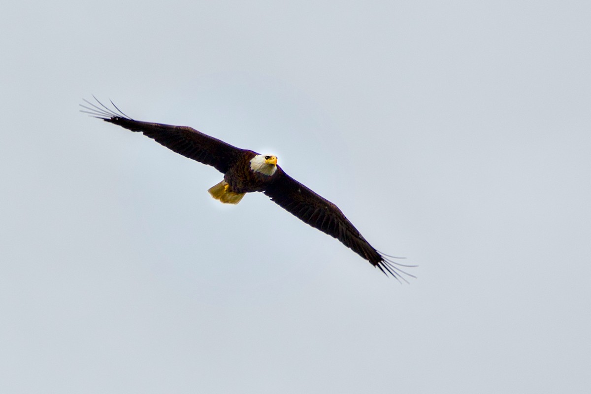 Bald Eagle - John Frazier