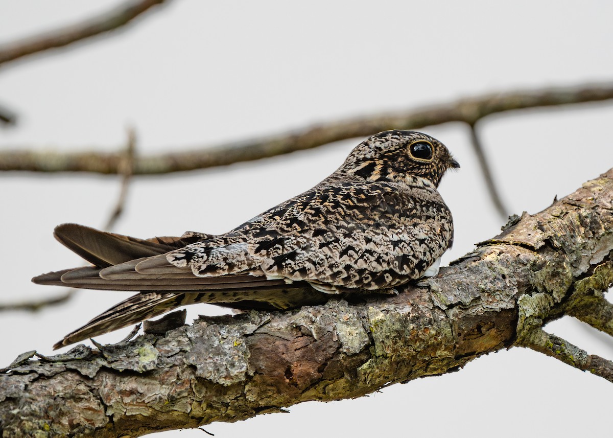 Common Nighthawk - Dori Eldridge