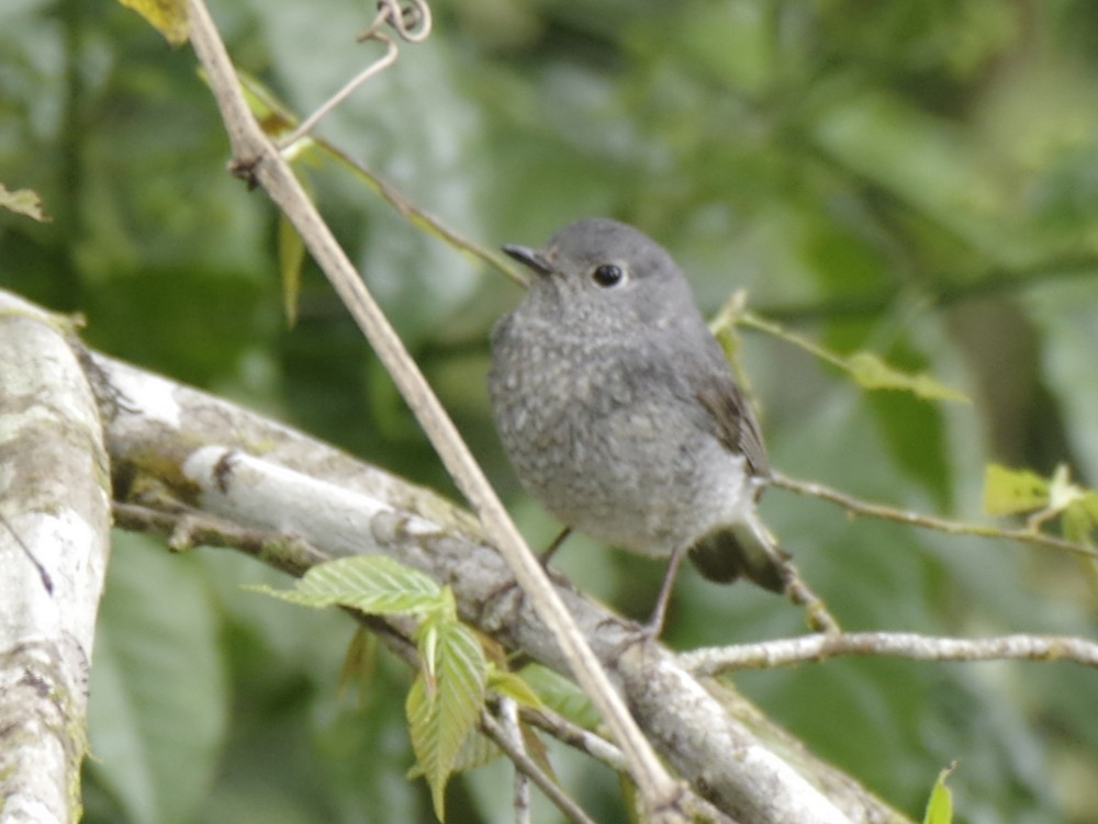 Plumbeous Redstart - ML617722298