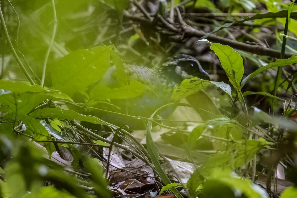 White-cheeked Partridge - ML617722327