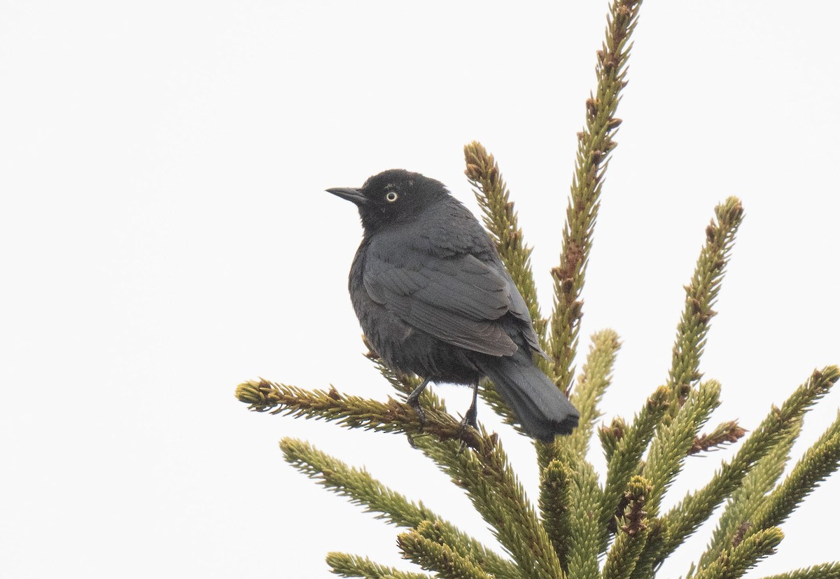 Rusty Blackbird - ML617722338