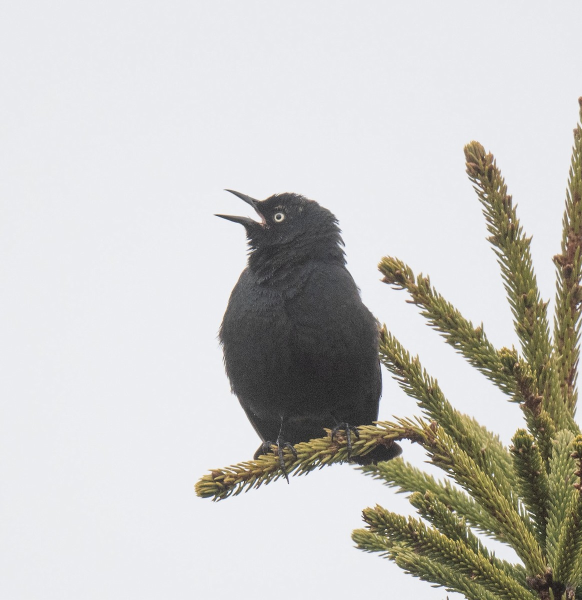 Rusty Blackbird - ML617722340