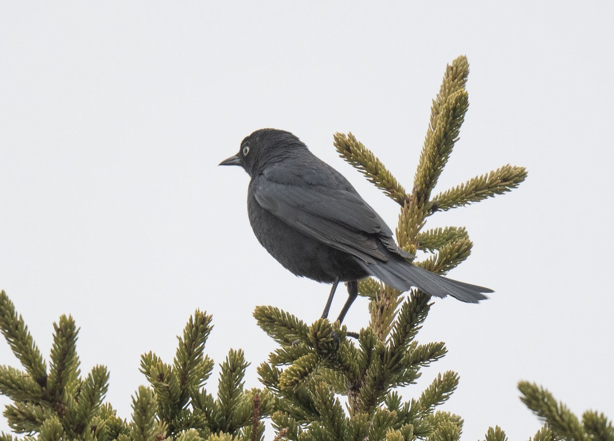 Rusty Blackbird - ML617722342