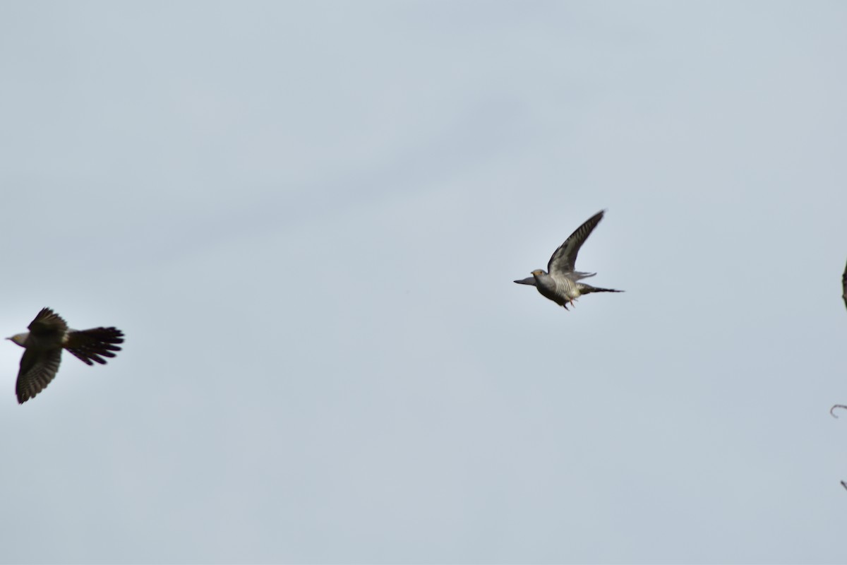 Common Cuckoo - marco bettoni